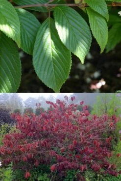 Japanese Doublefile Viburnum - 2 Gallon Pot -Garden Care viburnum plicatum tomentosum japanese doublefile 9