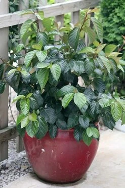 Shiny Dancer Viburnum - 2 Gallon Pot -Garden Care viburnum shiny dancer 26