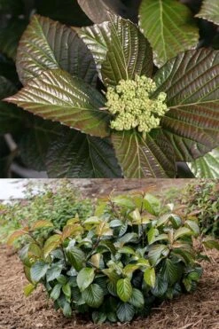 Shiny Dancer Viburnum - 2 Gallon Pot -Garden Care viburnum shiny dancer 27