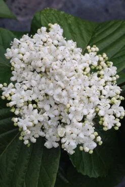 Shiny Dancer Viburnum - 2 Gallon Pot -Garden Care viburnum shiny dancer 4 500x750 1