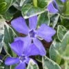 Ralph Shugert Variegated Periwinkle - Vinca Minor - 5 Pack Of Pint Pots