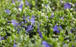 Ralph Shugert Variegated Periwinkle - Vinca Minor - 5 Pack Of Pint Pots -Garden Care vinca minor ralph shugert variegated evergreen periwinkle 3