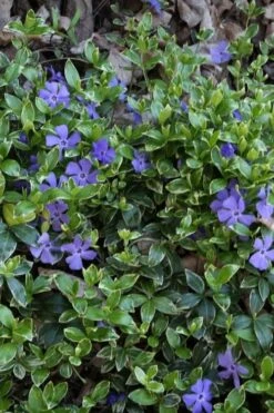 Ralph Shugert Variegated Periwinkle - Vinca Minor - 3 Pack Of Pint Pots -Garden Care vinca minor ralph shugert variegated evergreen periwinkle 4 1
