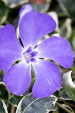 Ralph Shugert Variegated Periwinkle - Vinca Minor - 3 Pack Of Pint Pots -Garden Care vinca minor ralph shugert variegated evergreen periwinkle 6 1