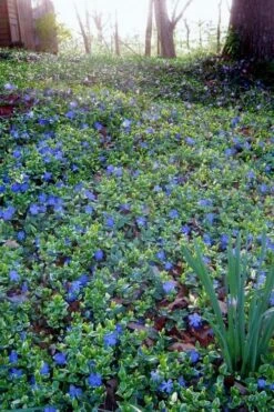 Ralph Shugert Variegated Periwinkle - Vinca Minor - 5 Pack Of Pint Pots -Garden Care vinca minor ralph shugert variegated evergreen periwinkle 7