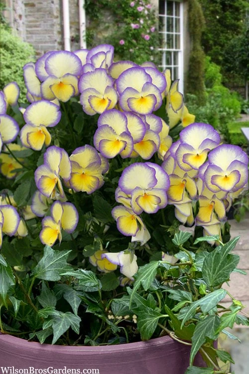 Etain Hardy Viola - 5 Pack Of Quart Pots 1 Etain Hardy Viola - 5 Pack Of Quart Pots