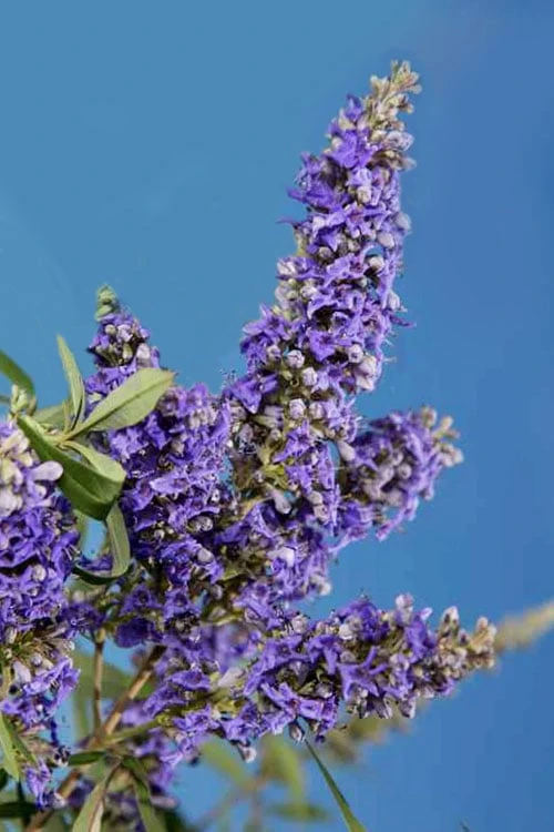 Delta Blues Chaste Tree (Vitex) - 7 Gallon Pot 4 Delta Blues Chaste Tree (Vitex) - 7 Gallon Pot - Image 4