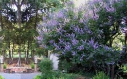 Shoal Creek Chaste Tree (Vitex) - 5 Gallon Pot -Garden Care vitex agnus castus shoal creek chaste tree 53
