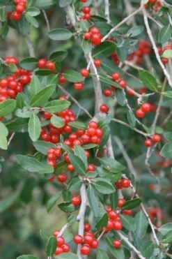 Weeping Yaupon Holly (Ilex Vomitoria 'Pendula') - 7 Gallon Pot (7-8') -Garden Care yaupon holly weeping 13
