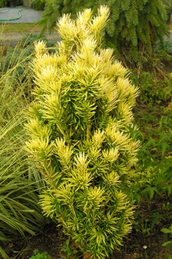 Korean Gold Plum Yew (Cephalotaxus) - 3 Gallon Pot -Garden Care yew korean gold 2 500x750 1