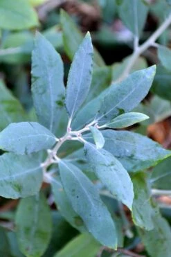 Woodlanders Blue Dusty Zenobia (Honeycup) - 3 Gallon Pot -Garden Care zenobia woodlanders blue 21