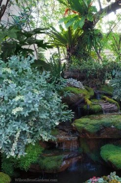 Woodlanders Blue Dusty Zenobia (Honeycup) - 3 Gallon Pot -Garden Care zenobia woodlanders blue 25